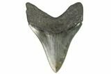 Fossil Megalodon Tooth - South Carolina #124544-2